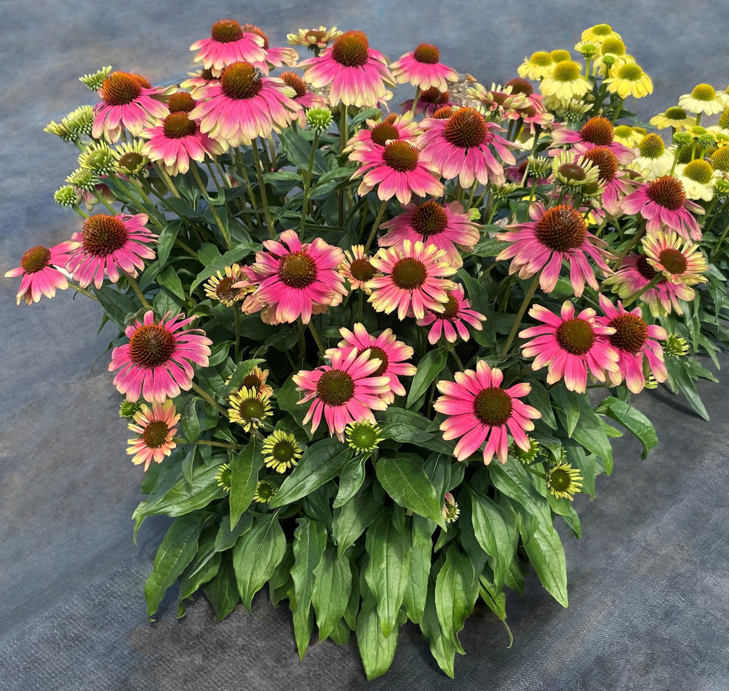 Echinacea hybrid 'Kismet Pink Lemonade' - NEW