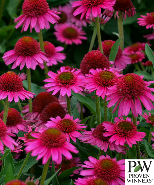 Echinacea hybrid 'Delicious Candy' - NEW
