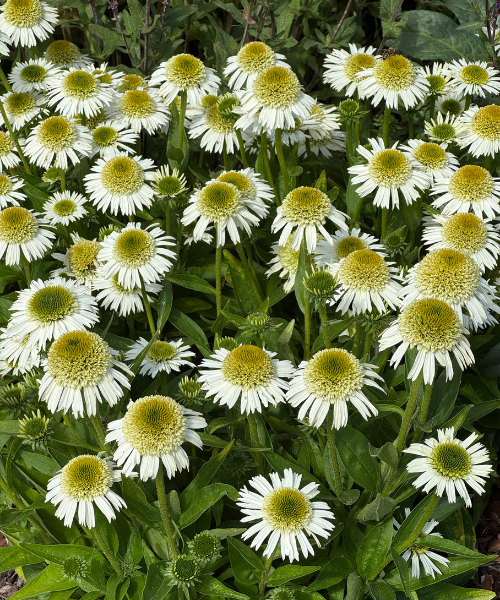 Echinacea hybrid 'Delicious Nougat' - NEW