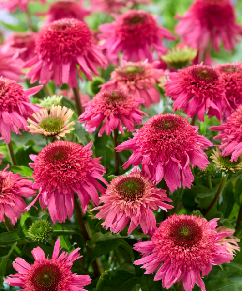 Echinacea hybrid 'Delicious Strawberry' - NEW