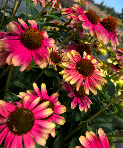 Echinacea hybrid 'Kismet Pink Lemonade' - NEW