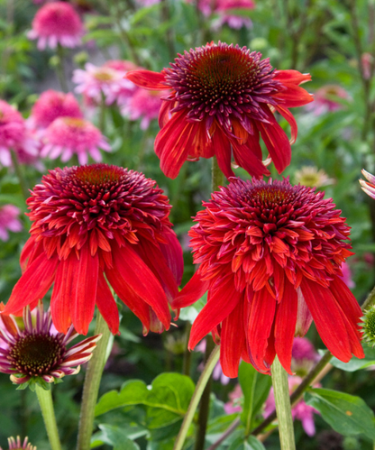Echinacea purpurea 'Eccentric' - NEW