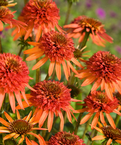 Echinacea purpurea 'Irresistible' - NEW