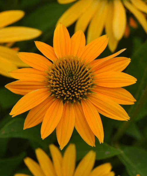 Echinacea x hybrida 'Artisan Yellow Ombre' - NEW