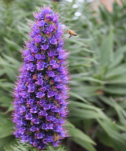 Echium fastuosum 'Duxfield Blue'