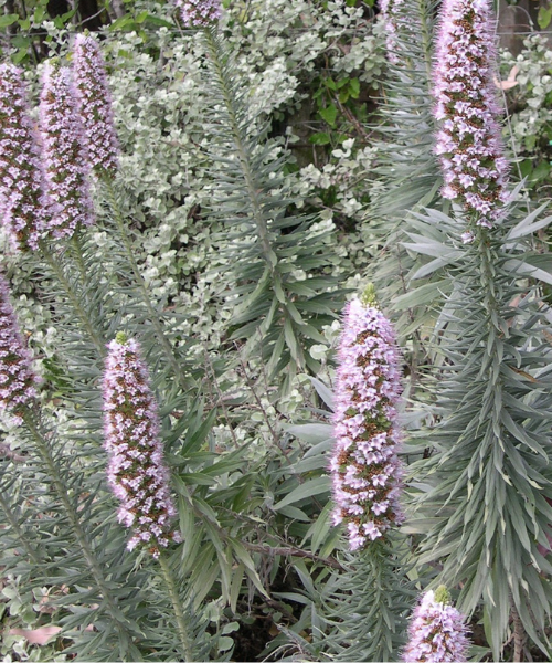 Echium fastuosum 'Pink' - NEW