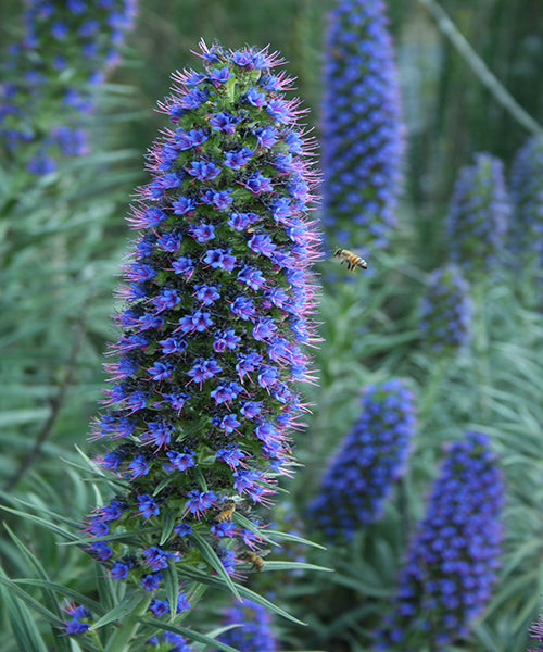 Echium candicans 'Blue'