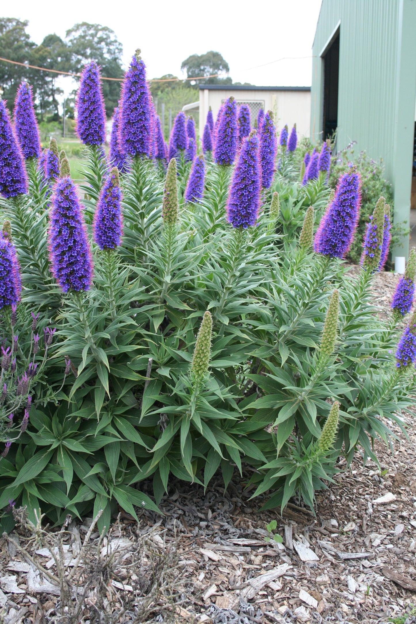 Echium fastuosum 'Duxfield Blue'