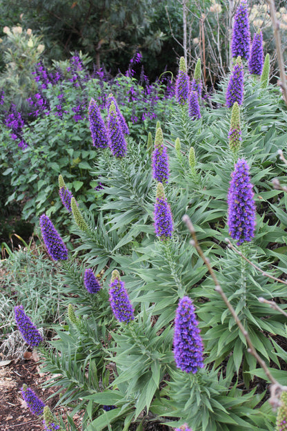 Echium fastuosum 'Duxfield Blue'