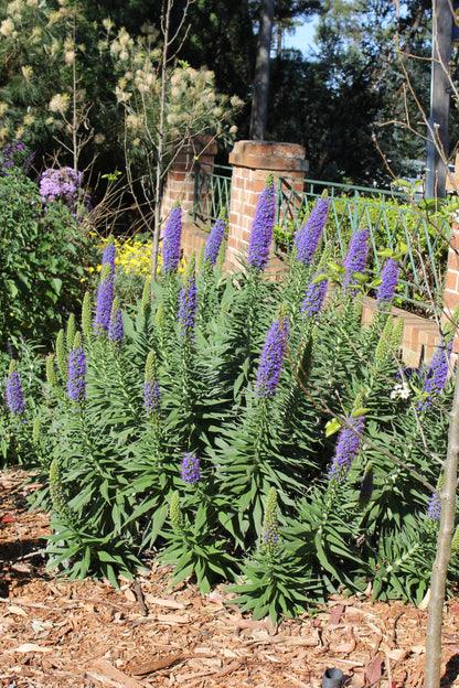 Echium fastuosum 'Duxfield Blue'