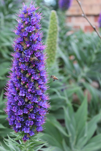 Echium fastuosum 'Duxfield Blue'