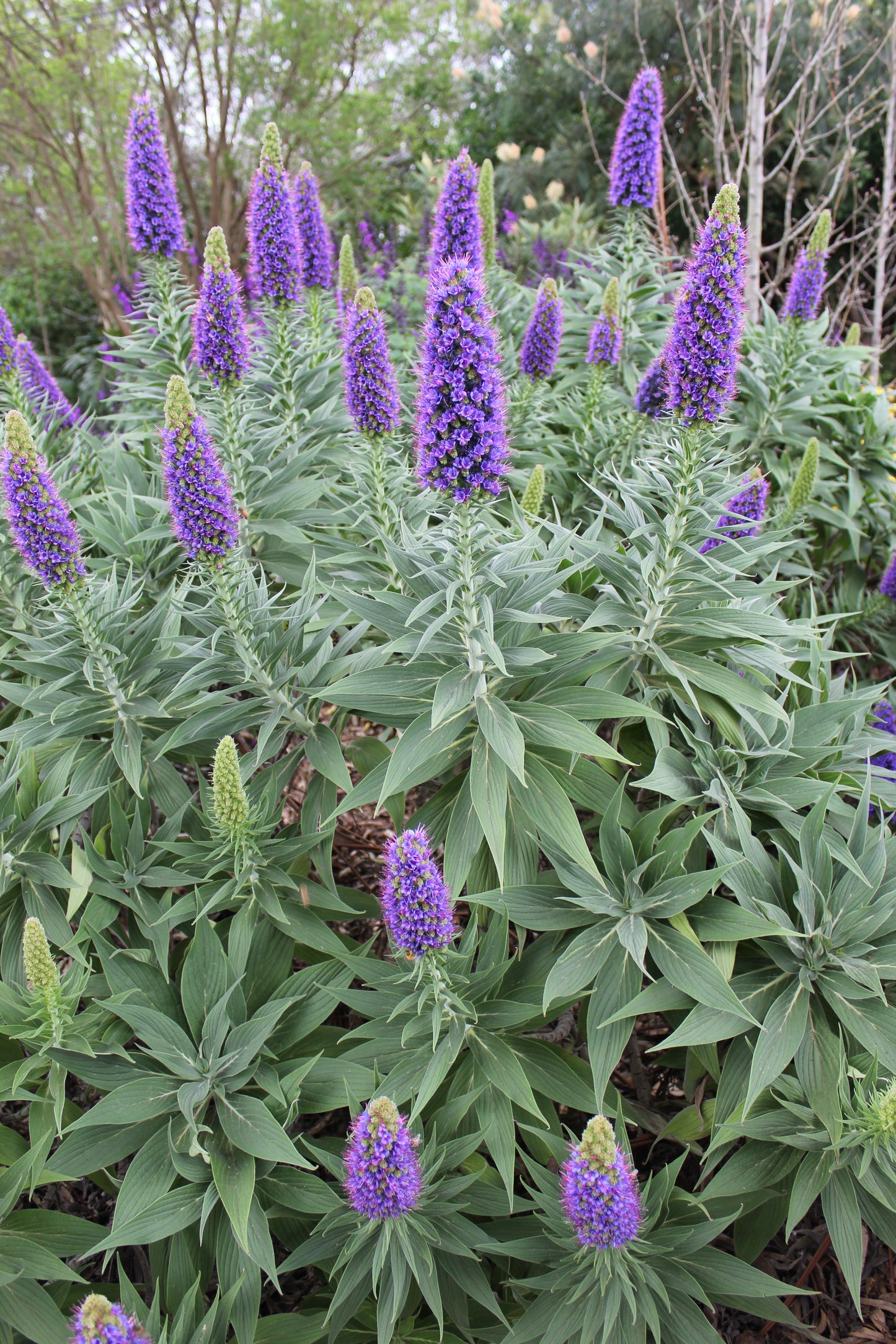 Echium fastuosum 'Duxfield Blue'