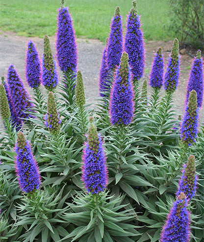 Echium fastuosum 'Duxfield Blue'