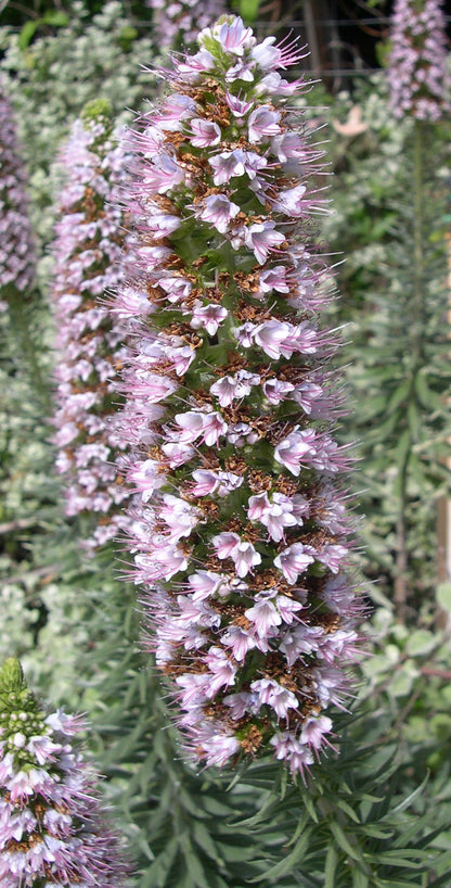 Echium fastuosum 'Pink' - NEW