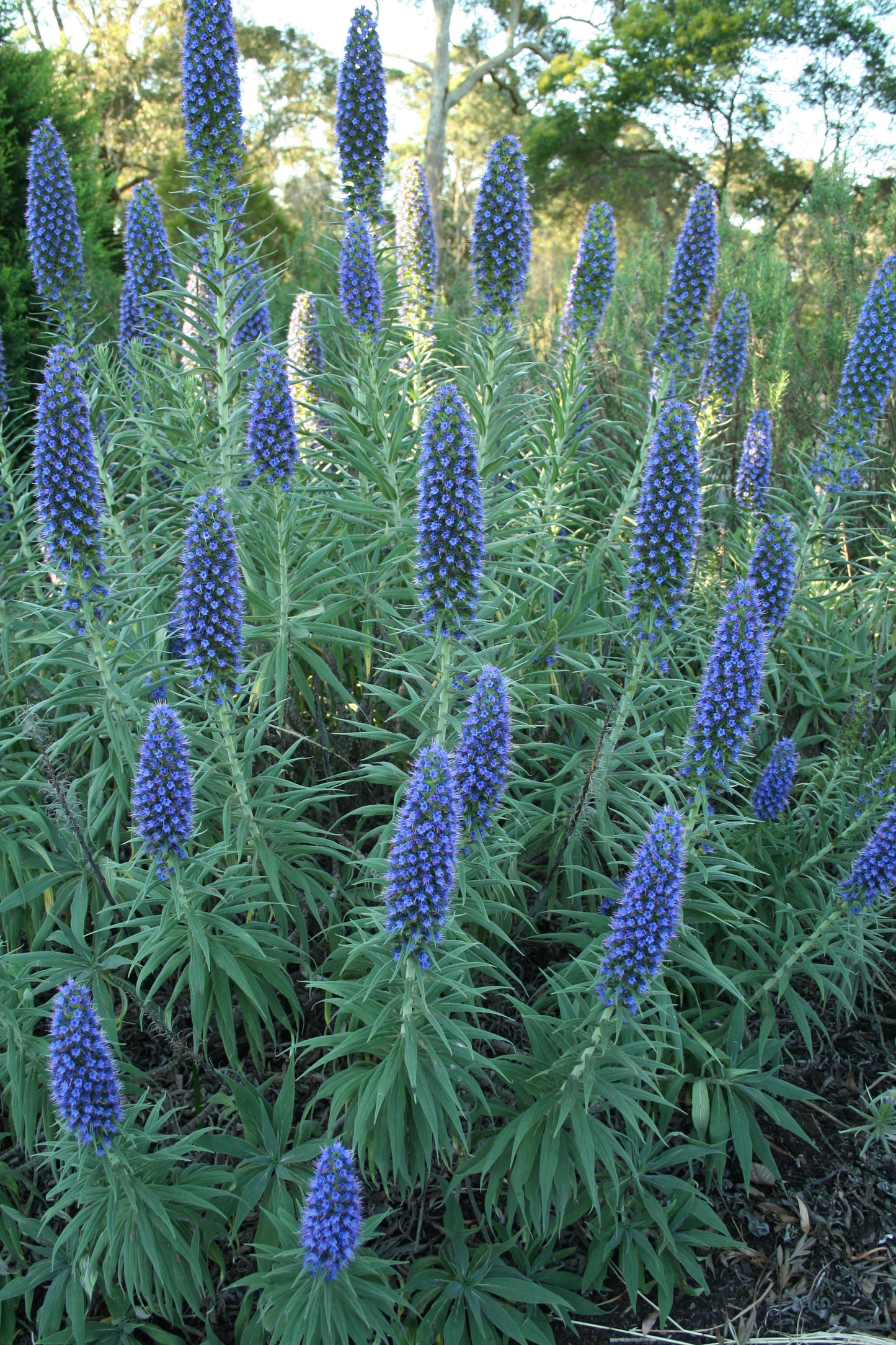Echium candicans 'Blue'
