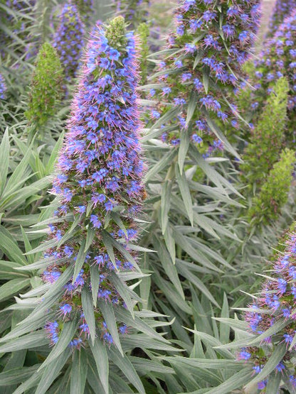 Echium candicans 'Blue'