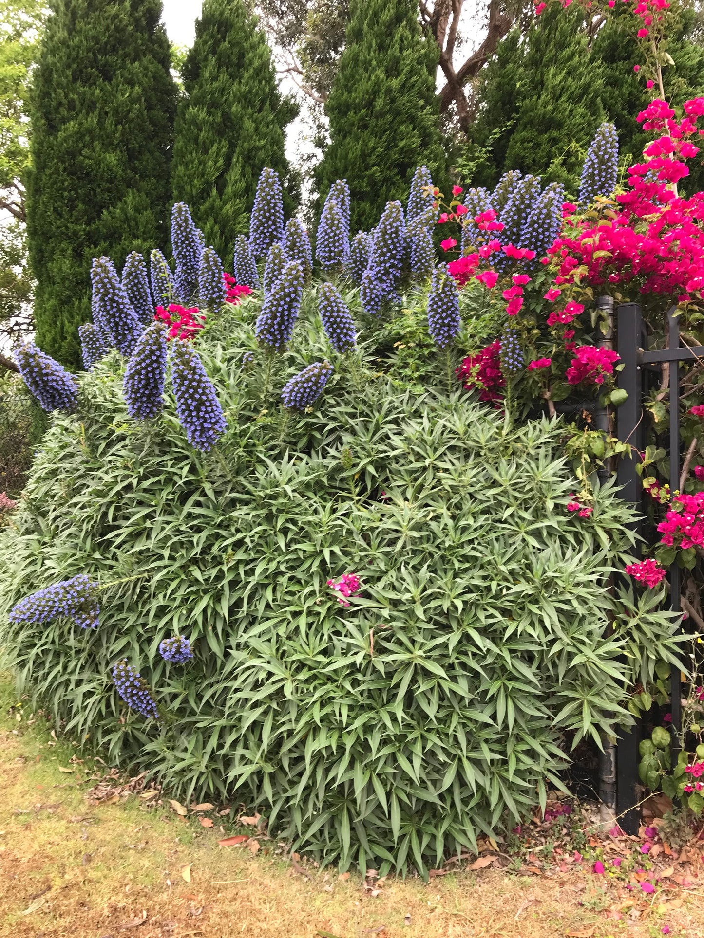 Echium candicans 'Blue'