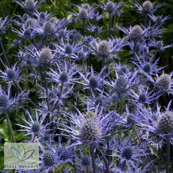 Eryngium bourgatii 'Lapis Blue' - NEW
