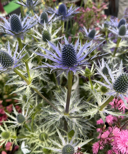 Eryngium bourgatii 'Lapis Blue' - NEW