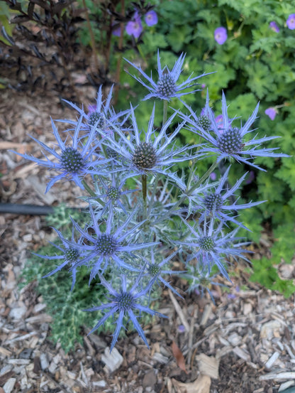 Eryngium bourgatii 'Lapis Blue' - NEW