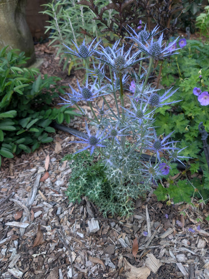 Eryngium bourgatii 'Lapis Blue' - NEW