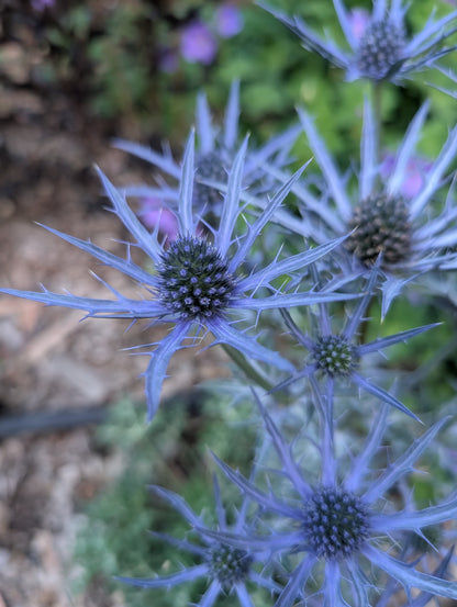 Eryngium bourgatii 'Lapis Blue' - NEW