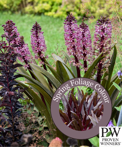 Eucomis hybrid 'Crowning Glory Purple Reign' - NEW