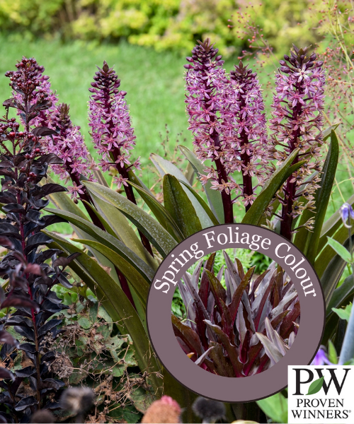 Eucomis hybrid 'Crowning Glory Purple Reign' - NEW