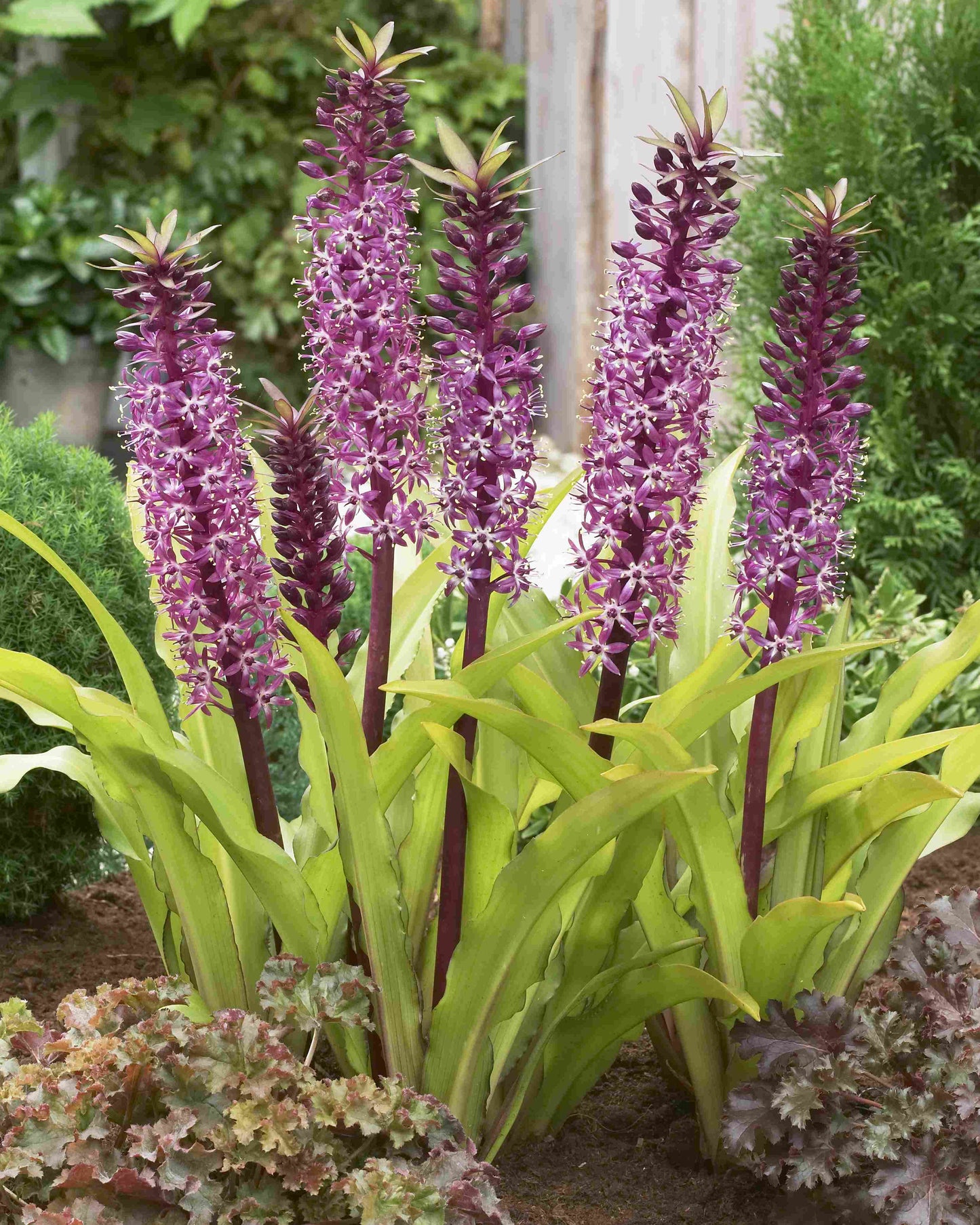 Eucomis hybrid 'Crowning Glory Purple Reign' - NEW