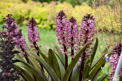 Eucomis hybrid 'Crowning Glory Purple Reign' - NEW