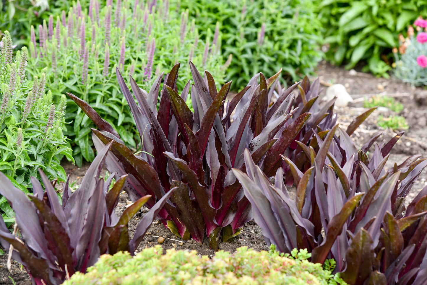 Eucomis hybrid 'Crowning Glory Purple Reign' - NEW