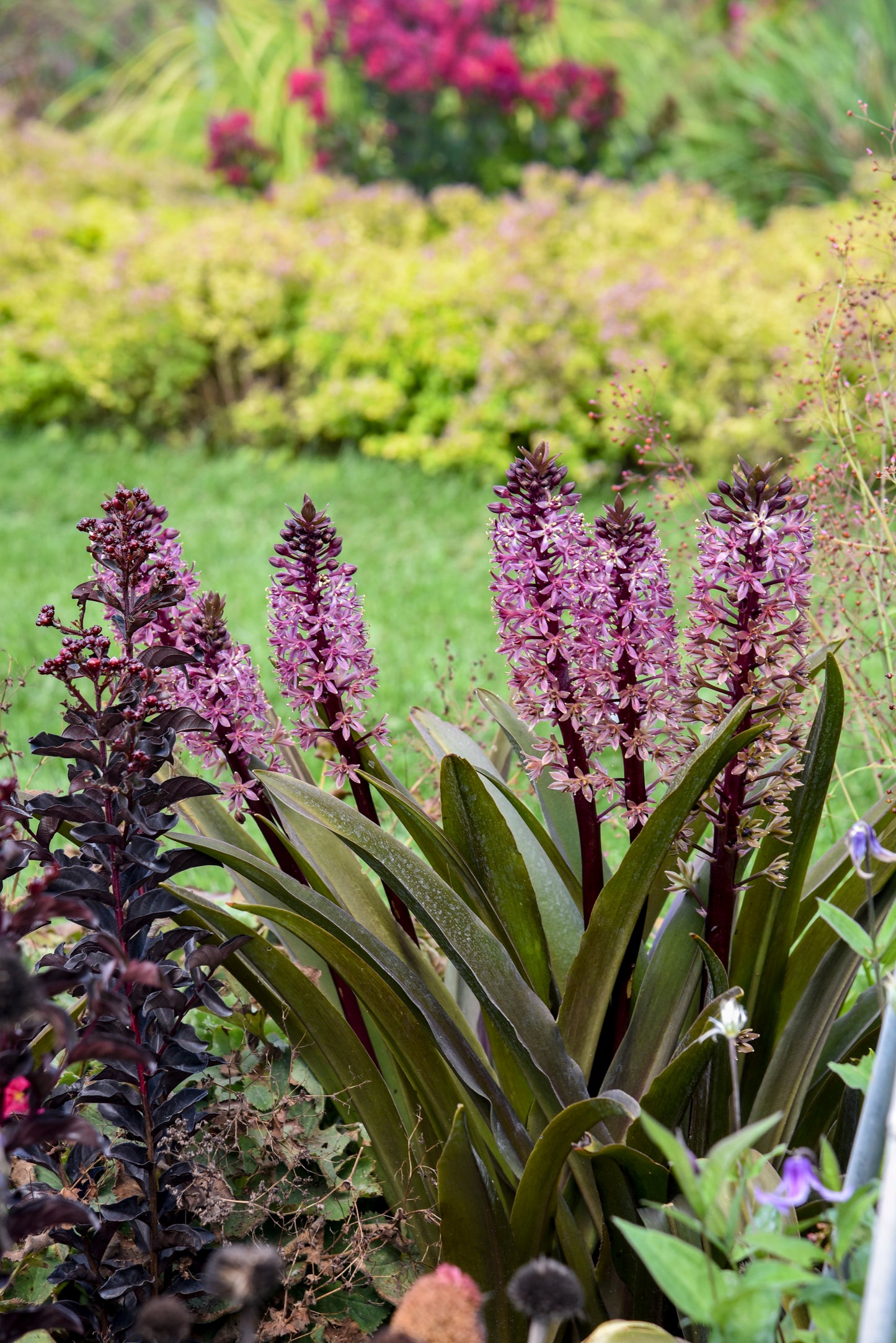 Eucomis hybrid 'Crowning Glory Purple Reign' - NEW