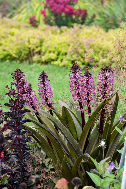 Eucomis hybrid 'Crowning Glory Purple Reign' - NEW