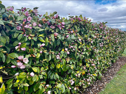 Magnolia hybrida 'Fairy Blush' - NEW