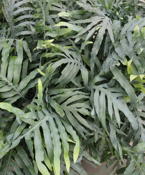 Phlebodium aureum 'Blue Star' - NEW