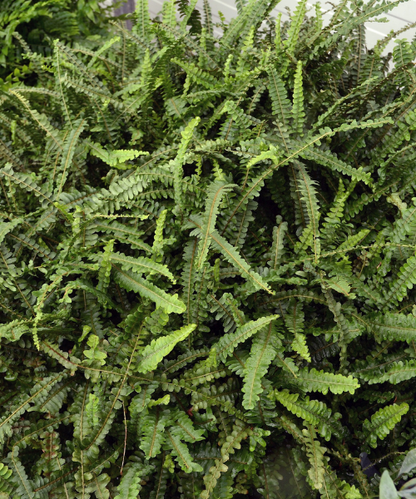 Nephrolepis cordifolia 'Duffi' - NEW