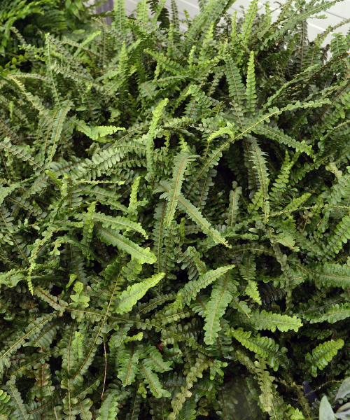 Nephrolepis cordifolia 'Duffi' - NEW