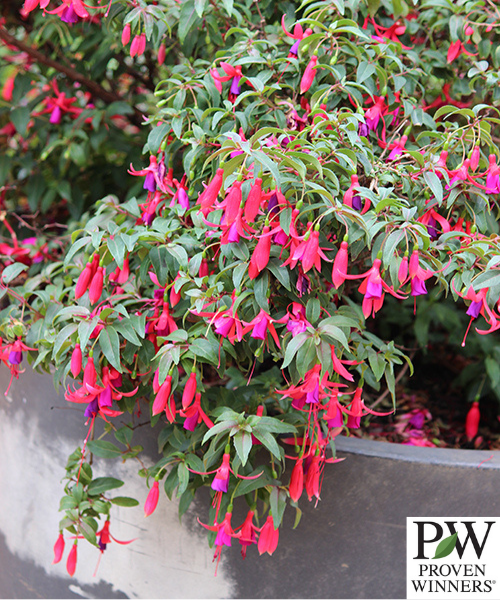 Fuchsia magellanica x hybrid 'Sundancer'