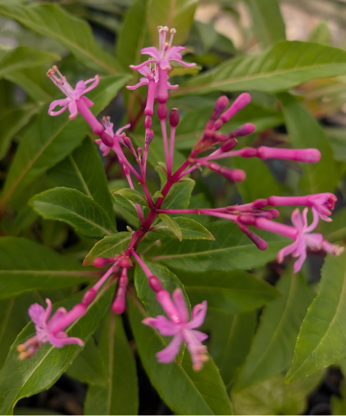 Fuchsia arborescens 'Tree Fuchsia' - NEW
