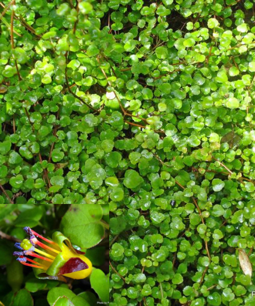 Fuchsia procumbens - NEW