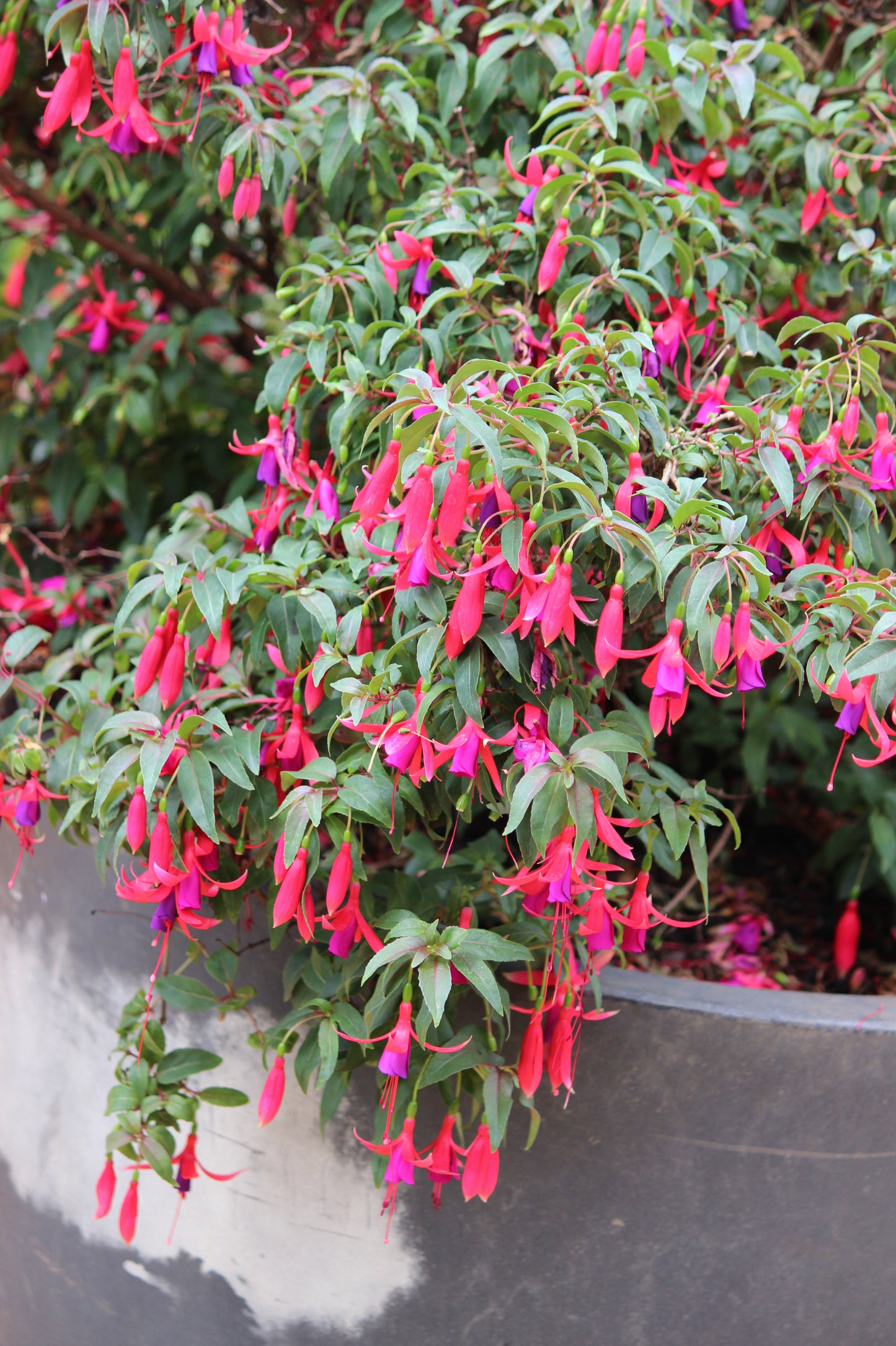 Fuchsia magellanica x hybrid 'Sundancer'