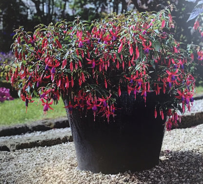 Fuchsia magellanica x hybrid 'Sundancer'