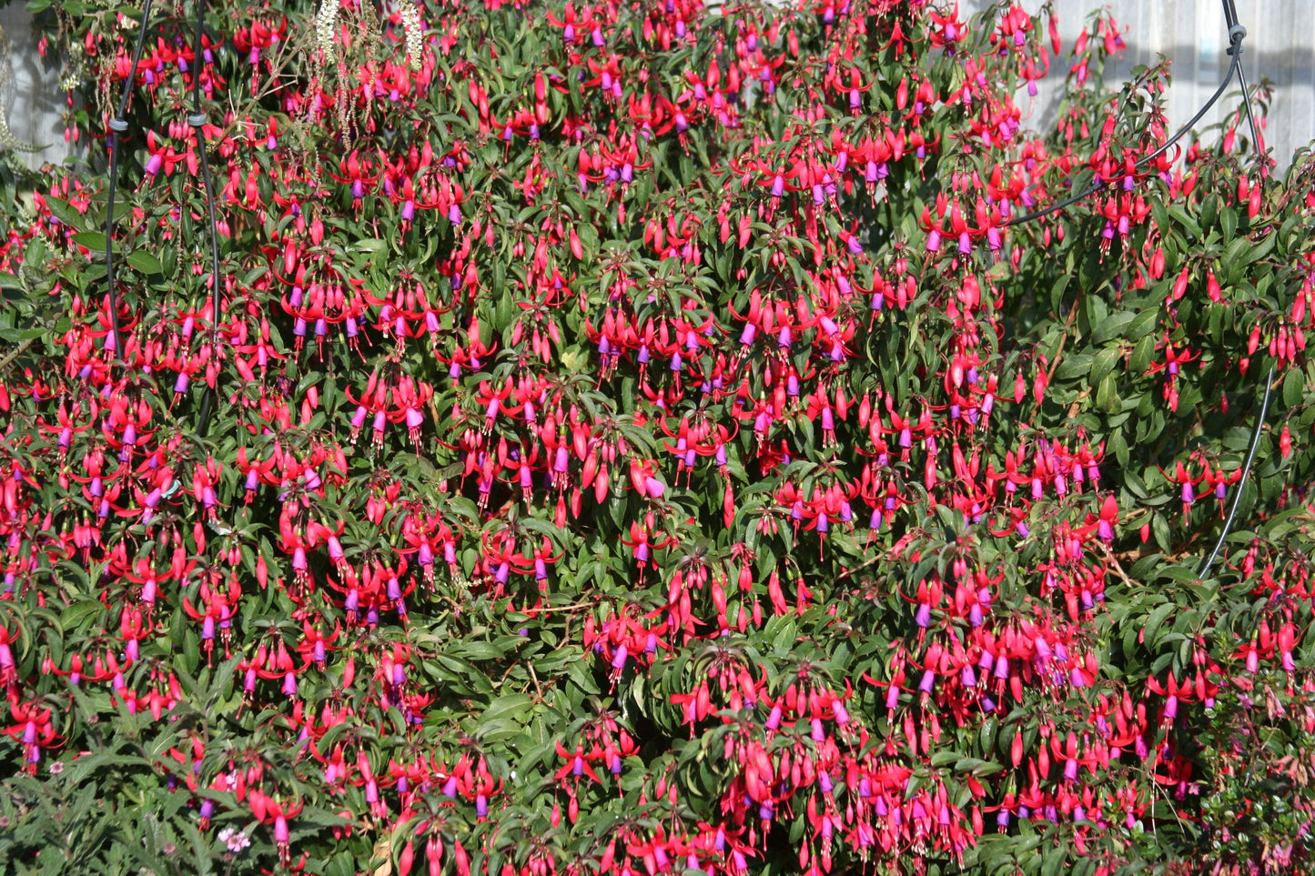 Fuchsia magellanica x hybrid 'Sundancer'