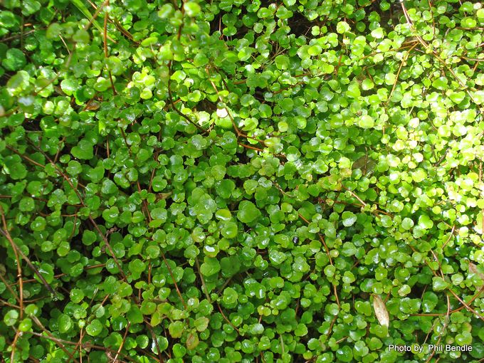 Fuchsia procumbens - NEW