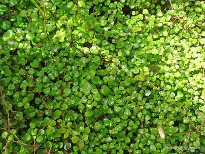 Fuchsia procumbens - NEW