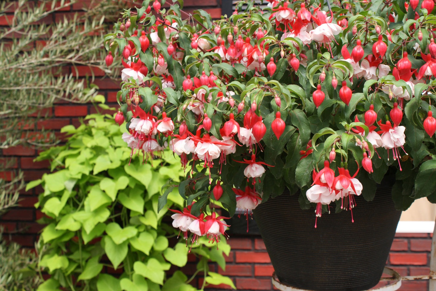 Fuchsia x hybrid 'Angel Earrings' - BACK IN STOCK SOON!