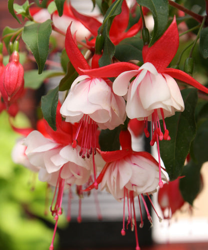 Fuchsia x hybrid 'Angel Earrings' - BACK IN STOCK SOON!