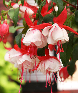 Fuchsia x hybrid 'Angel Earrings' - BACK IN STOCK SOON!