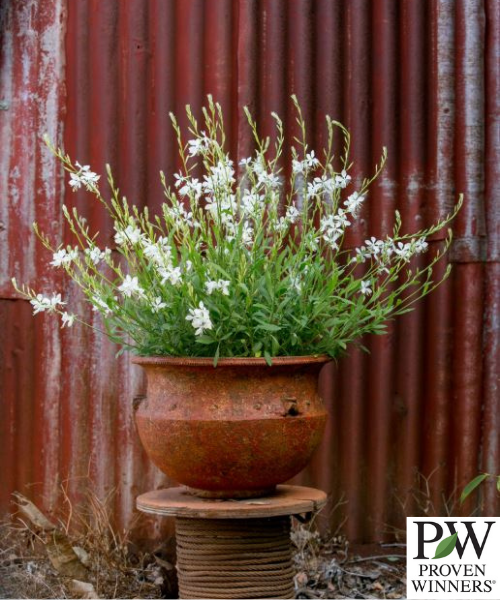 Gaura lindheimeri x coccinea 'Lillipop Soda Pop' - NEW