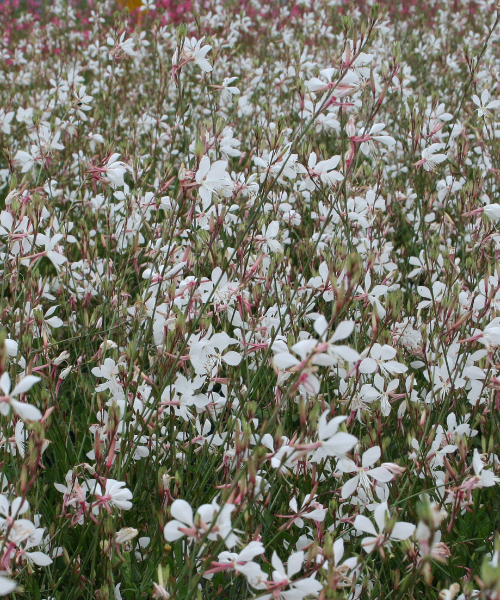 Gaura lindheimeri 'Belleza White'